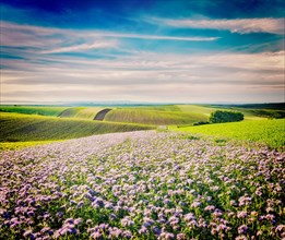Vintage retro effect filtered hipster style image of Rolling fields of Moravia