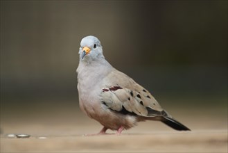 Croaking ground dove