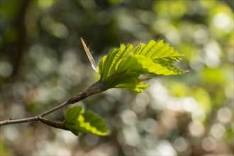 Young leaf of beech