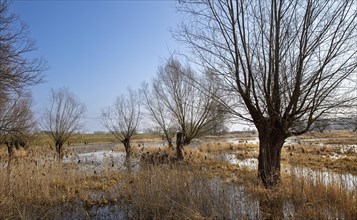 River landscape on the Elbe near Wittenberge