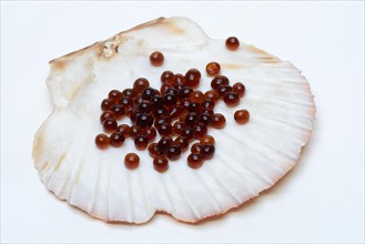 Sojasauce-Perlen in Muschelschale