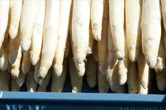 Frischer Spargel auf einem Marktstand