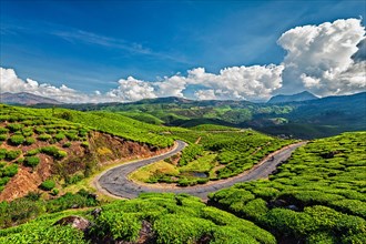 Scenic road in green tea plantations