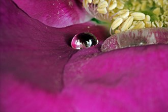 Two large water drops on a dog rose