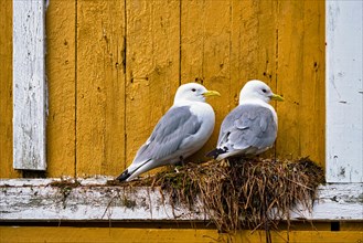 Seagulls couple two birds on nest against yellow wall. Lofoten islands
