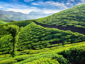 Green tea plantations in the morning