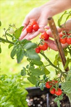 Woman picking ripe cherry tomatoes on the vine in the garden