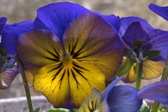 Flower of a pansy