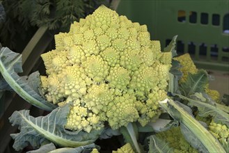 Broccoli vegetable cabbage