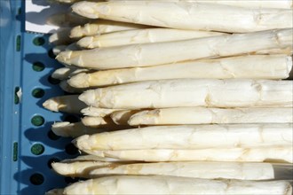Frischer Spargel auf einem Marktstand