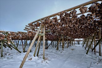 Drying flakes for stockfish cod fish heads in winter. Sakrisoy fishing village