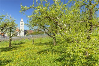 Fruit tree blossom in spring