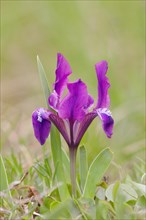 European dwarf iris