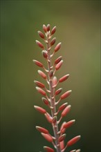 Hard aloe