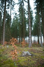 Forest in transition