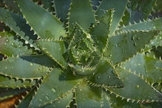 Short-leaved aloe