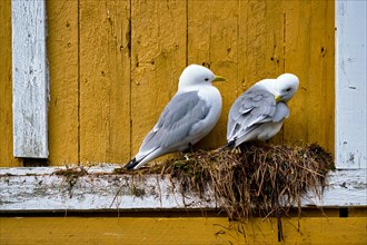 Seagulls couple two birds on nest against yellow wall. Lofoten islands