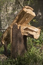 Broken tree trunk after wind breakage