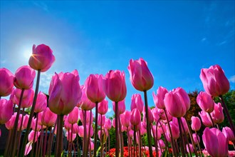 Blooming pink tulips against blue sky background with sun from low vantage point. Netherlands