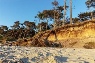 Coastal forest on the beach of the Baltic Sea
