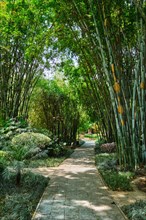 Path in bamboo forest brove in Wangjiang Pavilion