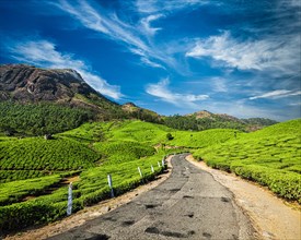 Scenic road in green tea plantations