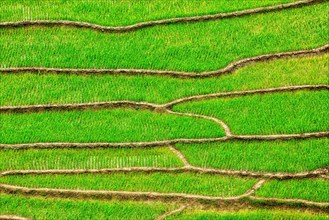 Green rice field terraces Near Sapa