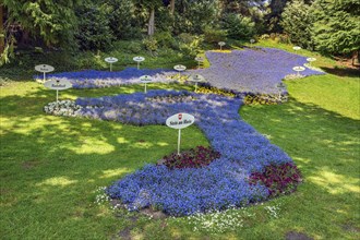 Flowerbed in the shape of Lake Constance with aubrietas