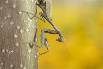 Praying mantis goes up the trunk of a tree