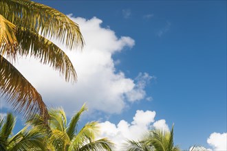 Tropical palm branches against blue sky and clouds ready for your text