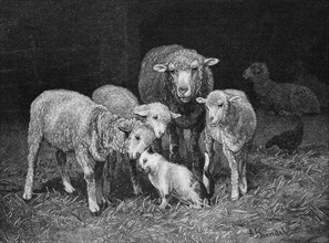 Schafe im Stall haben sich mit der Hauskatze angefreundet