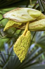 Inflorescence of the Chinese chusan palm