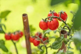 Ripe cherry tomatoes on the vine in garden