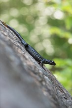 Alpine salamander