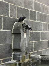 Pigeons drinking from a fountain