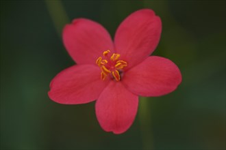 Peregrina flower