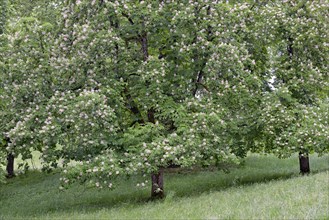 Horse chestnut