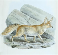 Rueppells fox