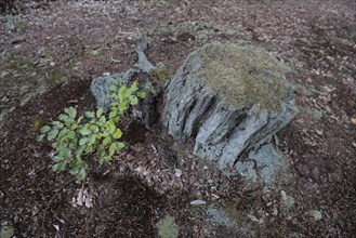 Tree stump in the Darss primeval forest