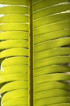 Leaf of Mexican giant palm fern