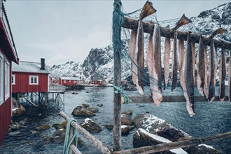 Drying stockfish cod in Nusfjord authentic traditional fishing village with traditional red rorbu houses in winter in Norwegian fjord. Lofoten islands