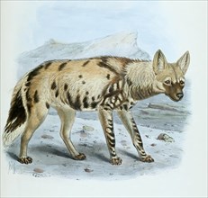 Spotted hyena or spotted hyena