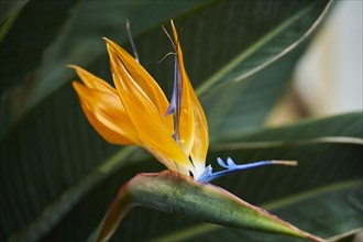 Crane flower