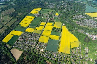 Aerial view of Wohltorf in a rape field