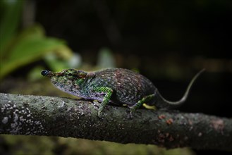 A chameleon of the genus