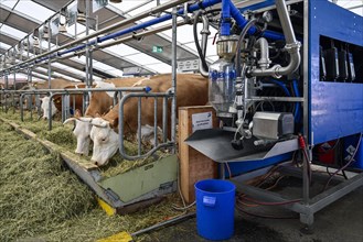 Suckler cows Hinterwaelder DeLaval milking parlour system