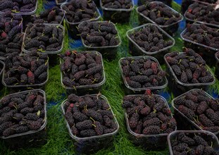 Black mulberries in plastic packages on sale in the view