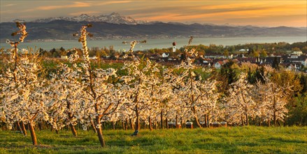 Fruit tree blossom in Kressbronn with a view of the Swiss Alps with Saentis