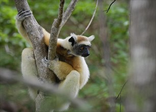 A golden-crowned sifaka