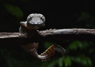 A henkel's leaf-tailed gecko